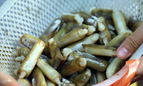 Mastering the Art of Steaming Razor Clams:Optimal Cooking Times and Techniques