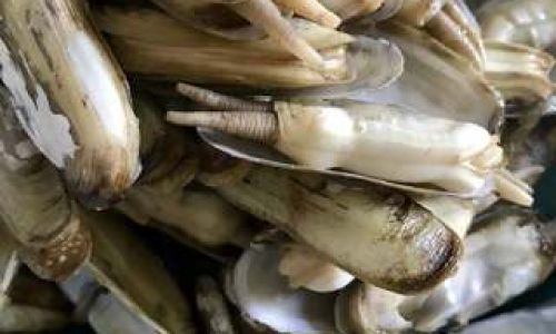 Exploring the Culinary Versatility of Razor Clams:From Classic to Creative Preparations