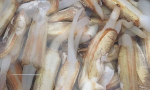 Can You Still Eat Dead Razor Clams?A Comprehensive Guide to Safety and Risks