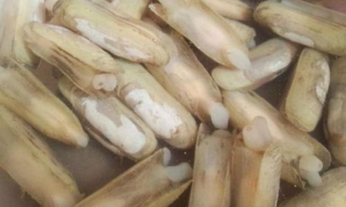 How to Store Razor Clams to Keep Them Fresh and Alive for Several Days:A Comprehensive Guide