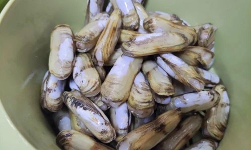 How Long Can Razor Clams Survive in the Refrigerator?A Comprehensive Guide to Storage and Freshness