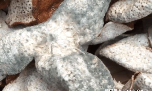 Effective Methods to Handle Moldy Dried Tangerine Peel:A Comprehensive Guide