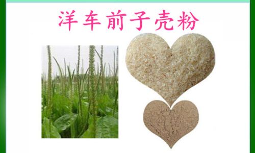 The Comprehensive Guide to the Multifaceted Benefits of Psyllium Husk Powder