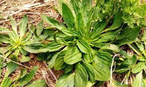 The Art of Drying Plantain Leaves for Homemade Herbal Tea:A Comprehensive Guide
