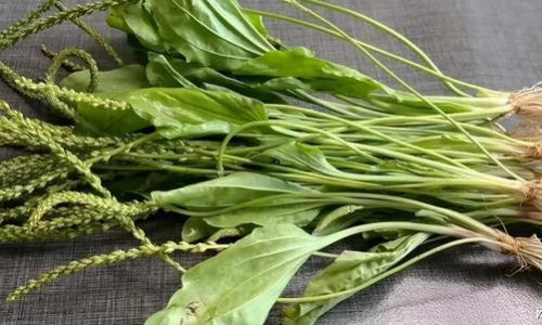 The Art of Drying Plantain Leaves for Homemade Herbal Tea:A Comprehensive Guide