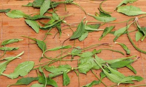 The Art of Drying Plantain Leaves for Homemade Herbal Tea:A Comprehensive Guide