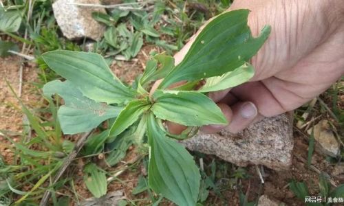 Can Plantain Leaves Be Used as a Filling?Exploring Culinary Uses and Cultural Significance