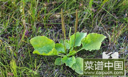 Can Plantain Leaves Be Used as a Filling?Exploring Culinary Uses and Cultural Significance