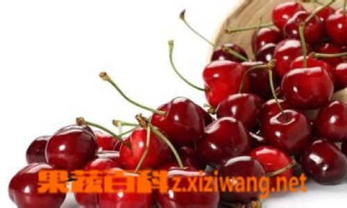 The Comprehensive Guide to Cherry Benefits and Effective Preservation Techniques