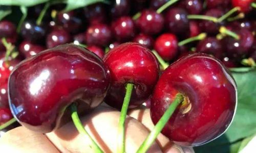 How to Determine the Freshness of Cherries:A Comprehensive Guide