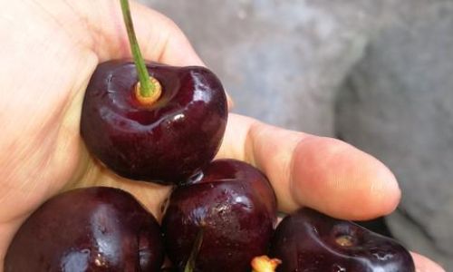 How to Determine the Freshness of Cherries:A Comprehensive Guide