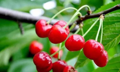 Are Cherries and Che-Li-Zi the Same?Unraveling the Confusion Around Sweet and Sour Cherry Varieties