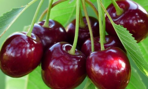 Decoding the Difference:A Comprehensive Guide to Double J vs.Triple J Cherries