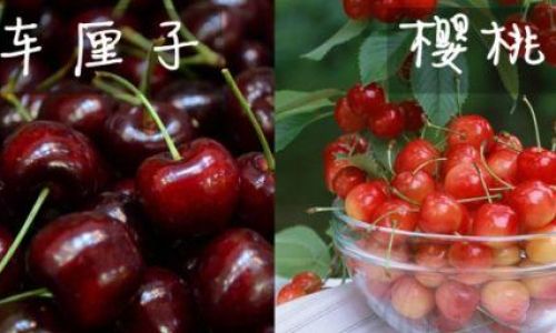 To Peel or Not to Peel:The Great Cherry Debate Unveiled