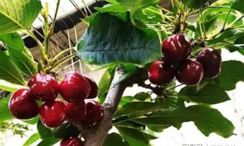 To Peel or Not to Peel:The Great Cherry Debate Unveiled