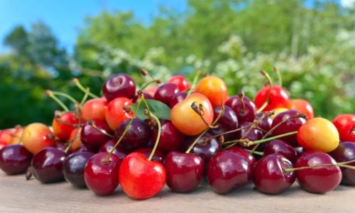 Can You Still Eat Spoiled Cherries?A Comprehensive Guide to Safety,Risks,and Alternatives