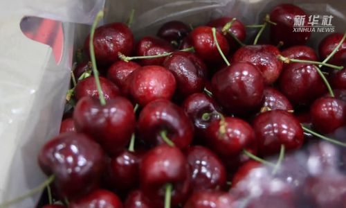 The Allure of Cherries:A Journey Through History,Varieties,and Cultural Significance