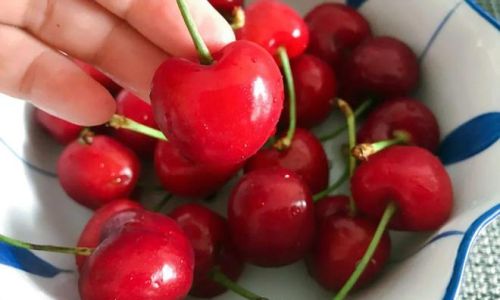 The Allure of Cherries:A Journey Through History,Varieties,and Cultural Significance