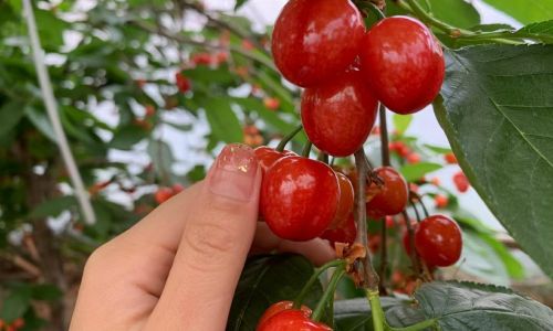 The Allure of Cherries:A Journey Through History,Varieties,and Cultural Significance