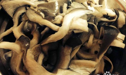 Mastering the Art of Cooking Delicious Shiitake Mushrooms