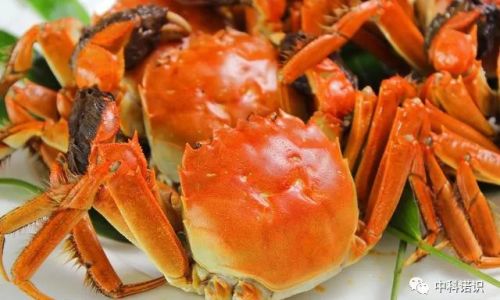 Mastering the Art of Cooking Crab:How to Make It Absolutely Delicious