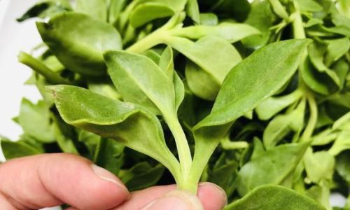 Mastering the Art of Stir-Fried Tien Chi Leaves:A Comprehensive Guide to Culinary Excellence