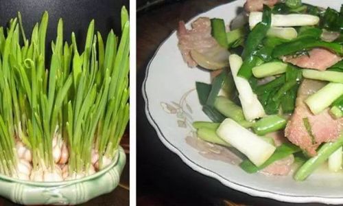 10 Delicious Side Dishes to Pair with Stir-Fried Garlic Sprouts:Elevate Your Home Cooking