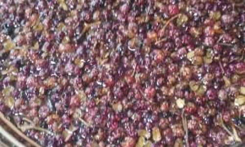 How to Make Sesame Oil:A Comprehensive Guide
