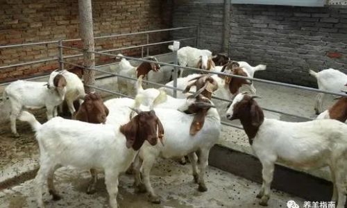 Understanding the Anatomical Context of Sheeps Penis:A Comprehensive Guide