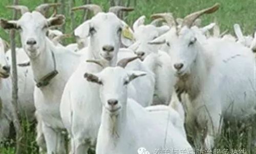 Understanding the Anatomical Context of Sheeps Penis:A Comprehensive Guide