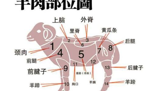 Understanding the Anatomical Context of Sheeps Penis:A Comprehensive Guide