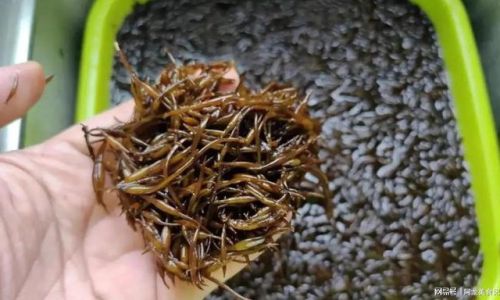 Comprehensive Guide to Cooking with Hizikia Sheeps Sorrel Seaweed)