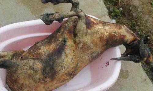 A Comprehensive Guide to Cooking Lamb Offal Delicacies