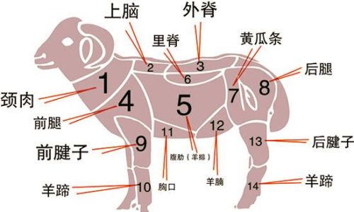 Exploring the Culinary Delights of Different Sheep Meat Cuts