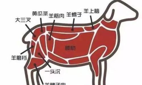 Exploring the Culinary Delights of Different Sheep Meat Cuts