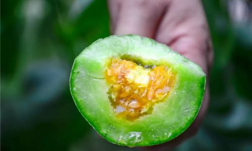 The Edibility of the Center of Horned Melon:A Comprehensive Exploration