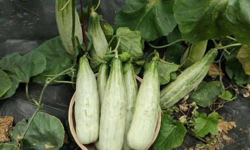 Edibility of Seeds Inside Horned Melon:A Comprehensive Guide
