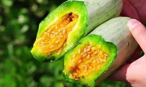 Edibility of Seeds Inside Horned Melon:A Comprehensive Guide