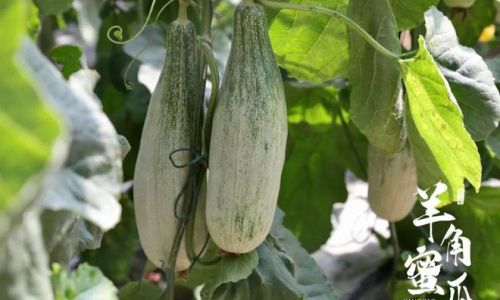 Can You Eat the Seeds of Horned Melon?An In-Depth Exploration