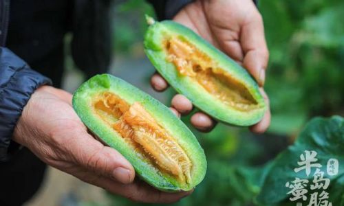 Can You Eat the Seeds of Horned Melon?An In-Depth Exploration