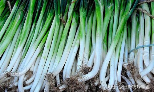 Distinguishing Between Scallion and Leek:An In-Depth Look at Their Differences