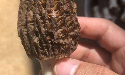 The Appropriate Serving Size of Morel Mushrooms:A Comprehensive Guide