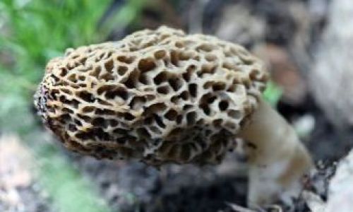 The Optimal Water for Soaking Morels:A Comprehensive Guide