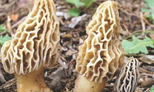 How to Clean Morel Mushrooms:A Comprehensive Guide