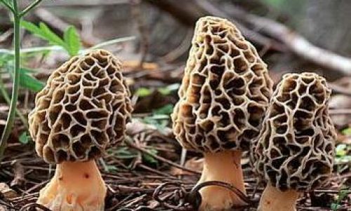 Can Morels Be Frozen for Preservation?An In-Depth Guide