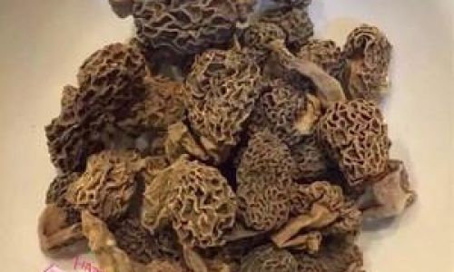 A Comprehensive Guide to Cooking Morel Mushrooms
