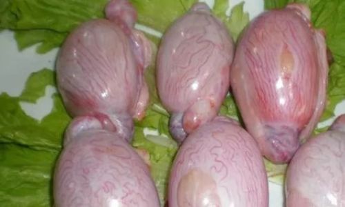 How Long Does It Take to Boil Sheep Testicles to Perfection?