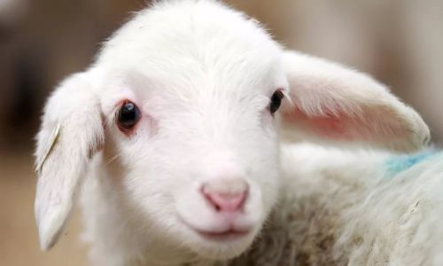 Should the Outer Skin of Sheep Testicles Be Removed?An In-Depth Exploration