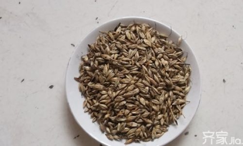 The Distinctive Worlds of Roasted Malt and Raw Malt:A Comparative Exploration