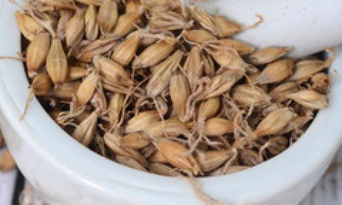 The Distinctive Worlds of Roasted Malt and Raw Malt:A Comparative Exploration